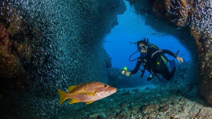 picture of person diving with fish