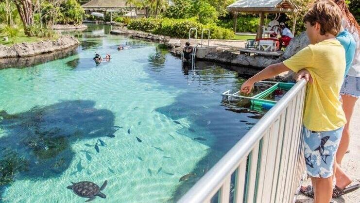 picture of snorkel pool at turtle farm