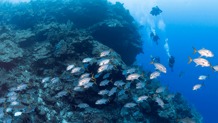 picture of divers underwater with dozens of fish