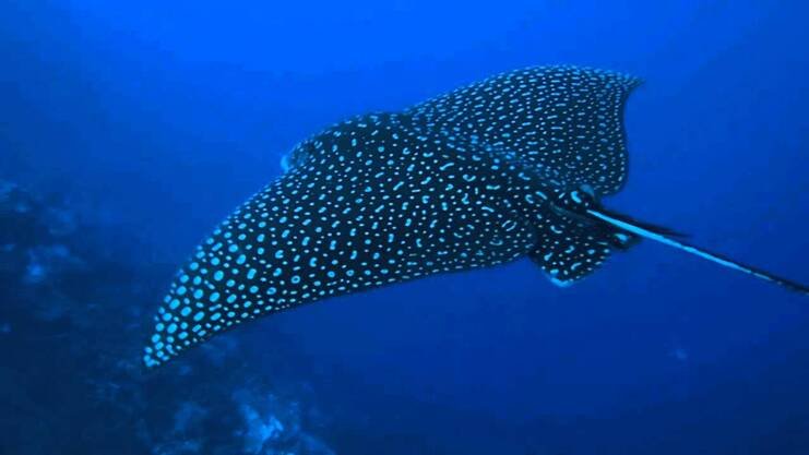 picture of eagle ray