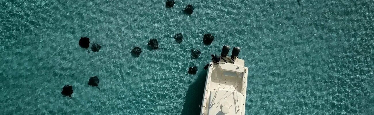 aerial picture of boat surrounded by stingrays
